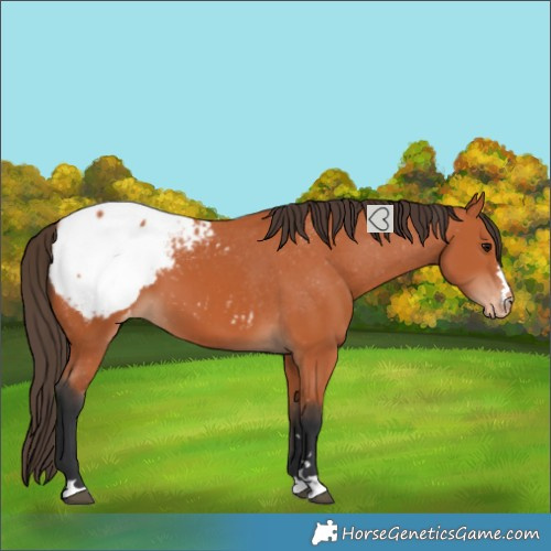 Horse Color:Bay Snowcap 