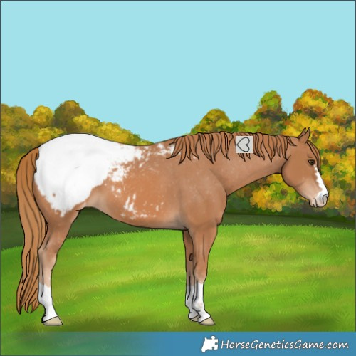 Horse Color:Chestnut Snowcap 