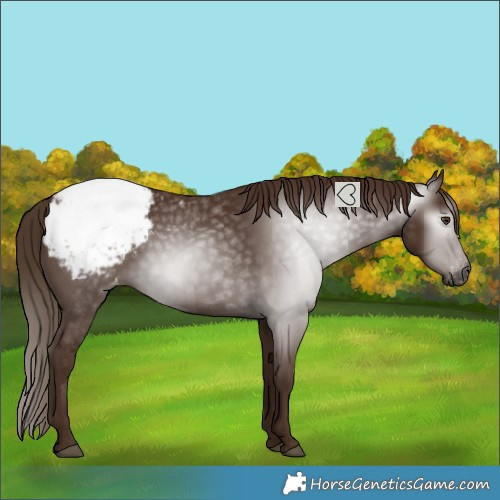 Horse Color:Gray Chestnut Snowcap 