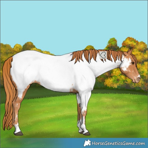 Horse Color:Chestnut Near Fewspot 