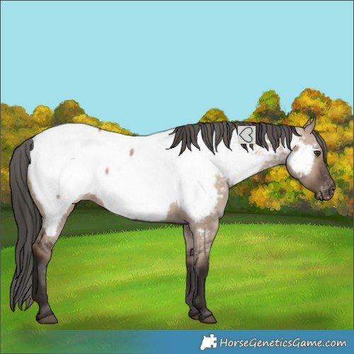 Horse Color:Liver Red Dun Near Fewspot 