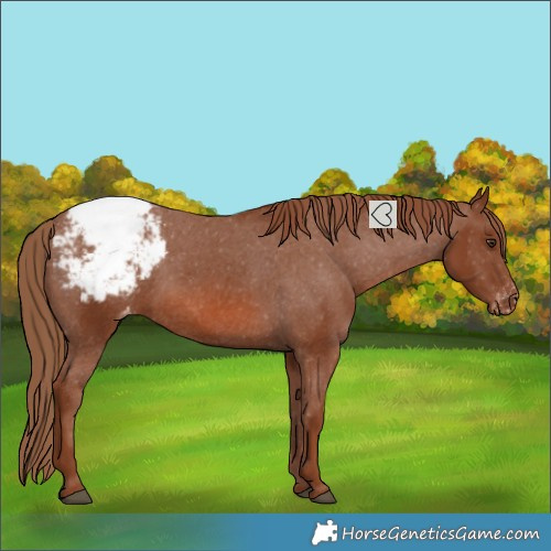 Horse Color:Chestnut Snowcap 