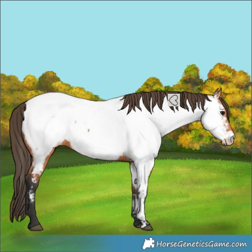Horse Color:Bay Near Fewspot 
