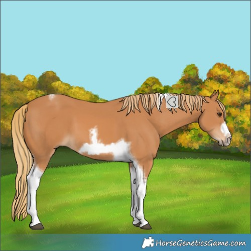 Horse Color:Chestnut Tobiano Frame 