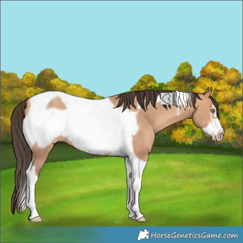 Horse Color:Amber Champagne Tobiano Frame 