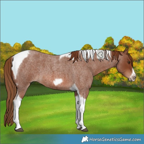 Horse Color:Red Roan Tobiano Frame 