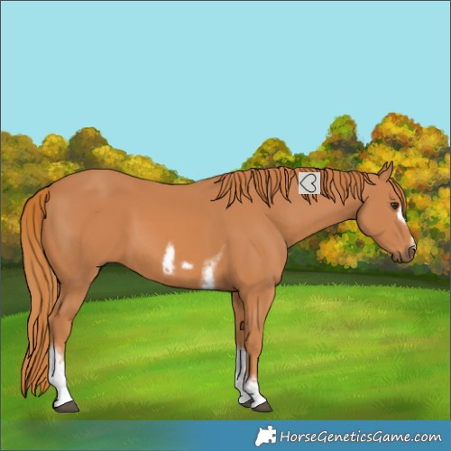 Horse Color:Chestnut Tobiano Frame 