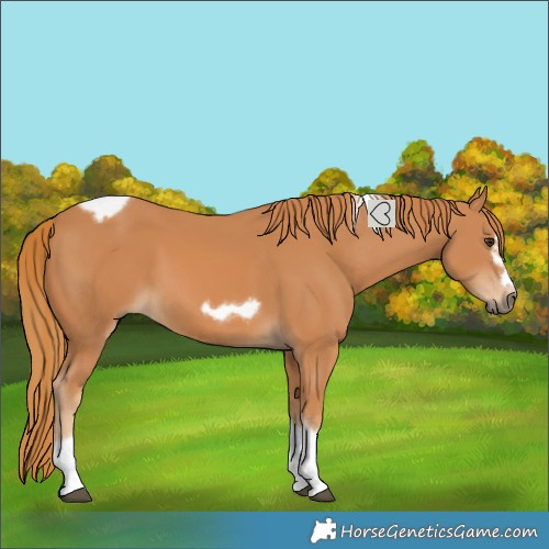Horse Color:Chestnut Tobiano Frame 