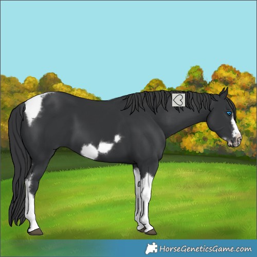 Horse Color:Black Tobiano Frame 