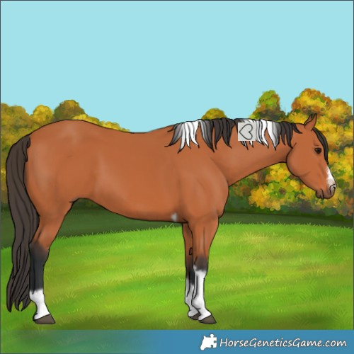 Horse Color:Bay Tobiano Frame 