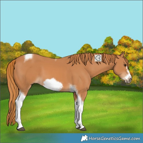 Horse Color:Chestnut Tobiano Frame 