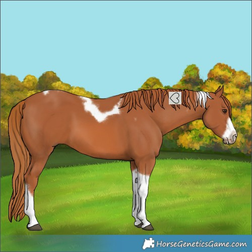 Horse Color:Chestnut Tobiano Frame 