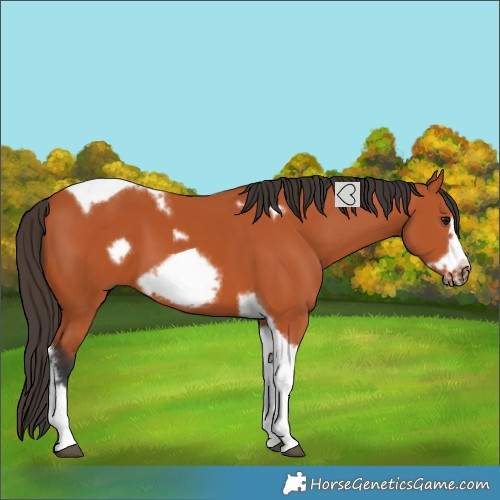 Horse Color:Bay Tobiano Frame 