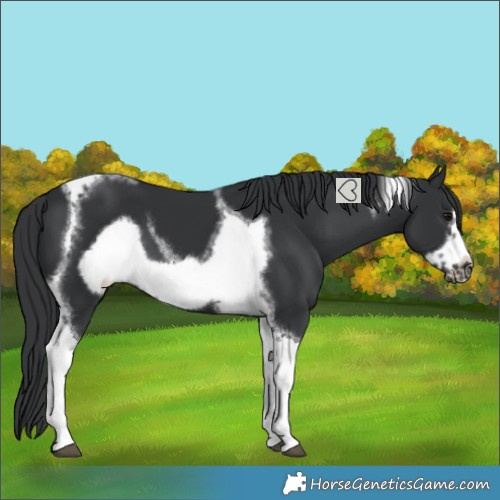 Horse Color:Black Tobiano Frame 