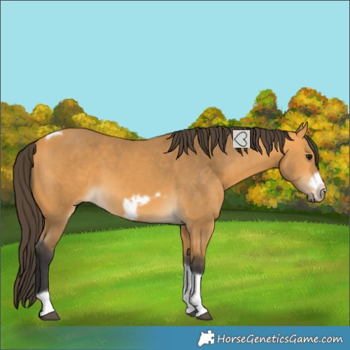 Horse Color:Buckskin Tobiano Frame 