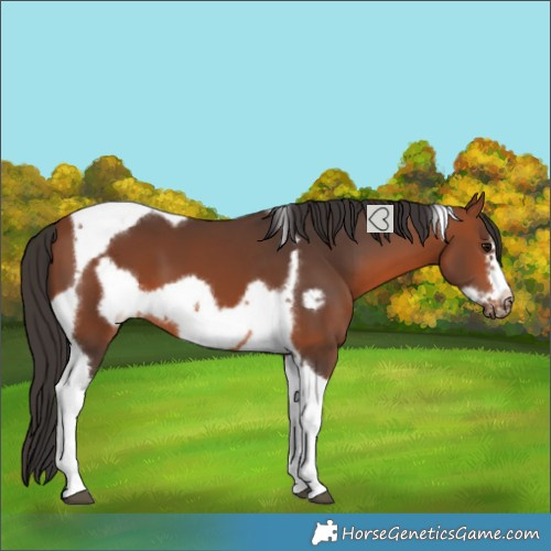 Horse Color:Bay Tobiano Frame 