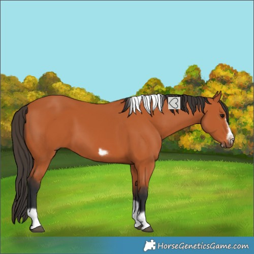 Horse Color:Bay Tobiano Frame 