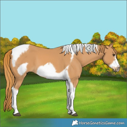 Horse Color:Chestnut Tobiano Frame 