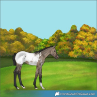 Horse Color:Brown Dun Snowcap Brindle 