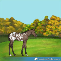 Horse Color:Liver Red Dun Appaloosa Brindle 