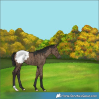 Horse Color:Liver Red Dun Varnish Brindle