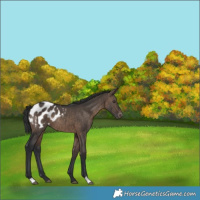 Horse Color:Brown Dun Varnish Brindle 