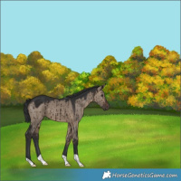 Horse Color:Brown Dun Brindle 