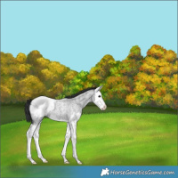 Horse Color:Blue Roan Splash Appaloosa 