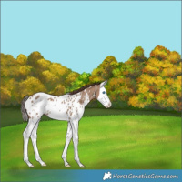 Horse Color:White Spotted Classic Champagne Splash Appaloosa 