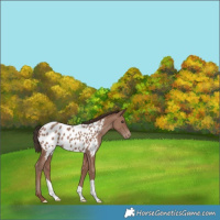 Horse Color:Classic Champagne Appaloosa 