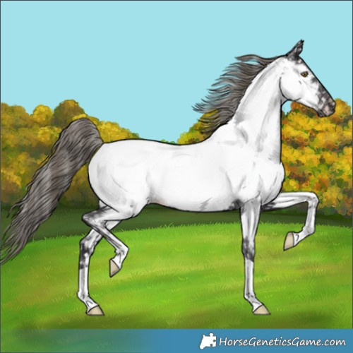 Horse Color:Smoky Black Appaloosa 