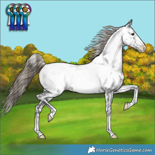 Horse Color:Smoky Black Appaloosa 