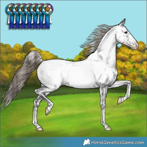 Horse Color:Smoky Black Appaloosa 