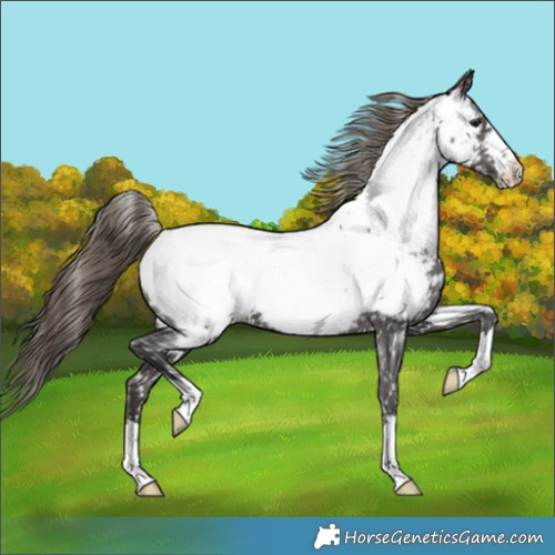 Horse Color:Smoky Black Appaloosa 