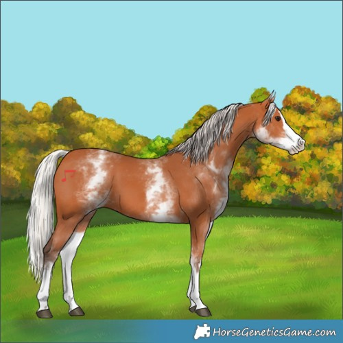 Horse Color:White Spotted Silver Bay Splash
