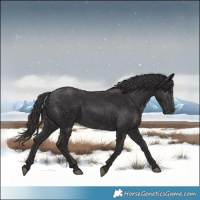 Horse Color:Smoky Black and Smoky Black