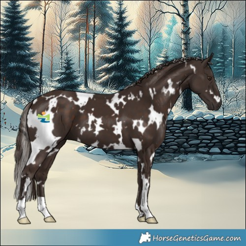 Horse Color:White Spotted Liver Chestnut 