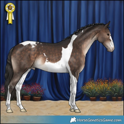 Horse Color:Brown Tobiano Appaloosa 
