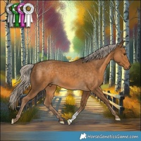 Horse Color:Chocolate Palomino 