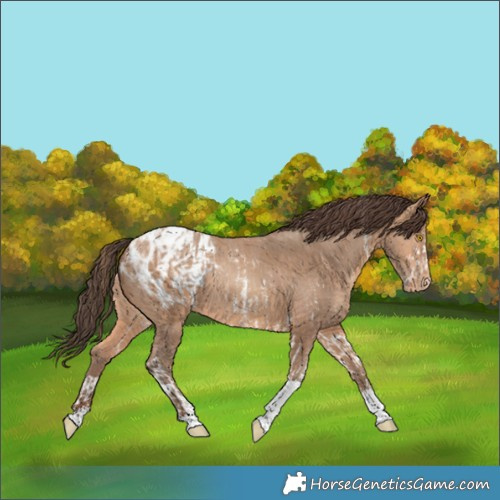 Horse Color:Amber Champagne Sabino Tobiano Appaloosa and Amber Champagne Sabino Tobiano Appaloosa