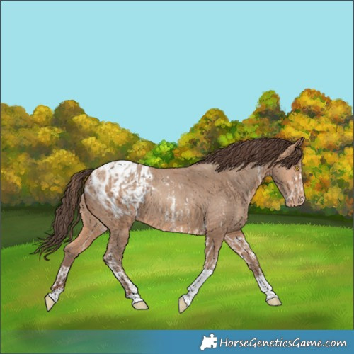 Horse Color:Amber Champagne Sabino Tobiano Appaloosa  and Amber Champagne Sabino Tobiano Appaloosa 