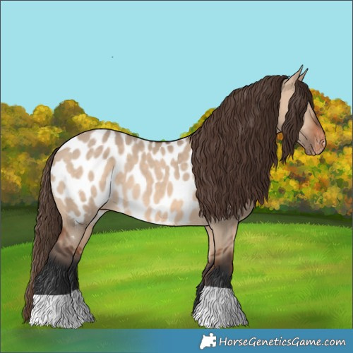 Horse Color:Bay Dun Near Leopard