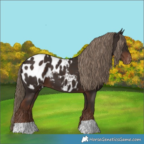 Horse Color:Liver Chestnut Appaloosa 