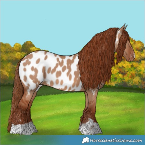 Horse Color:Red Dun Appaloosa 