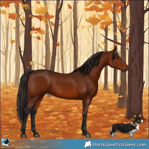 Horse Color:Gray Bay Rabicano 