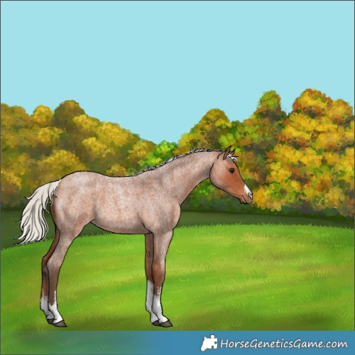 Horse Color:White Spotted Silver Bay Roan 