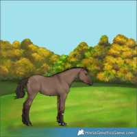 Horse Color:Liver Red Dun 