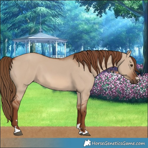 Horse Color:Red Dun 