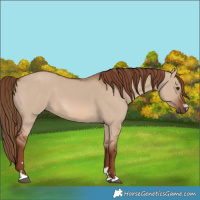 Horse Color:Red Dun 