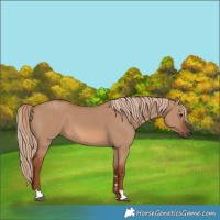 Horse Color:Red Dun 